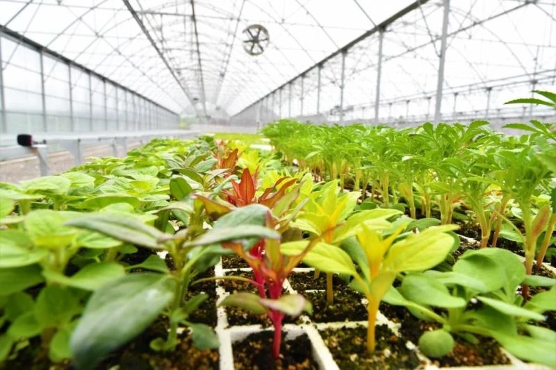 Türkiye’nin ‘atık ısı’ ile ısıtılan ilk çiçek serası
