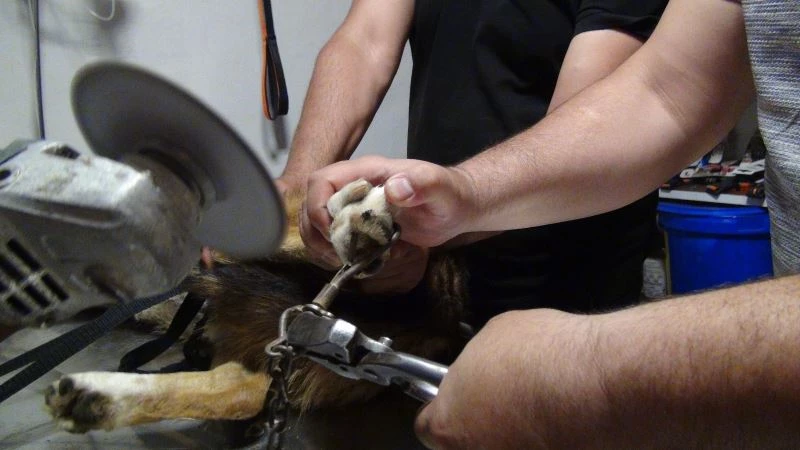 Kediyi kovalayan köpeğin ayağına tasmasındaki demir saplandı
