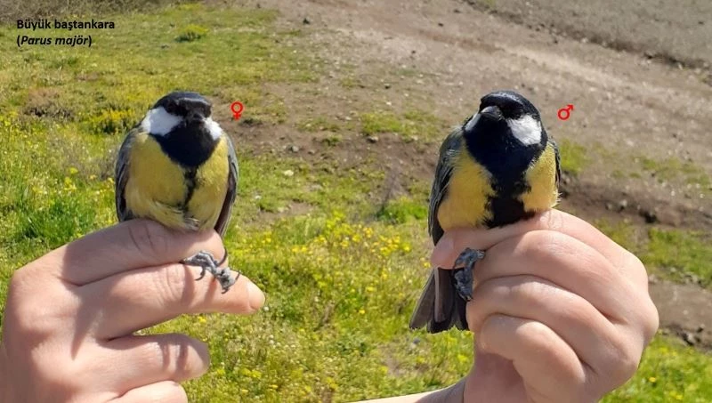 Kuş halkalama çalışması yapıldı
