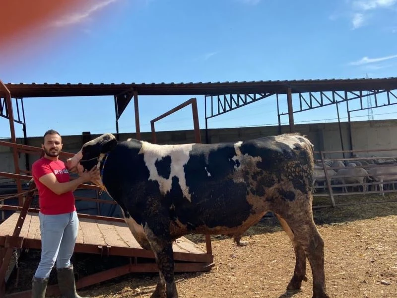 Manisa’da 1 tonluk dana alıcılarını bekliyor
