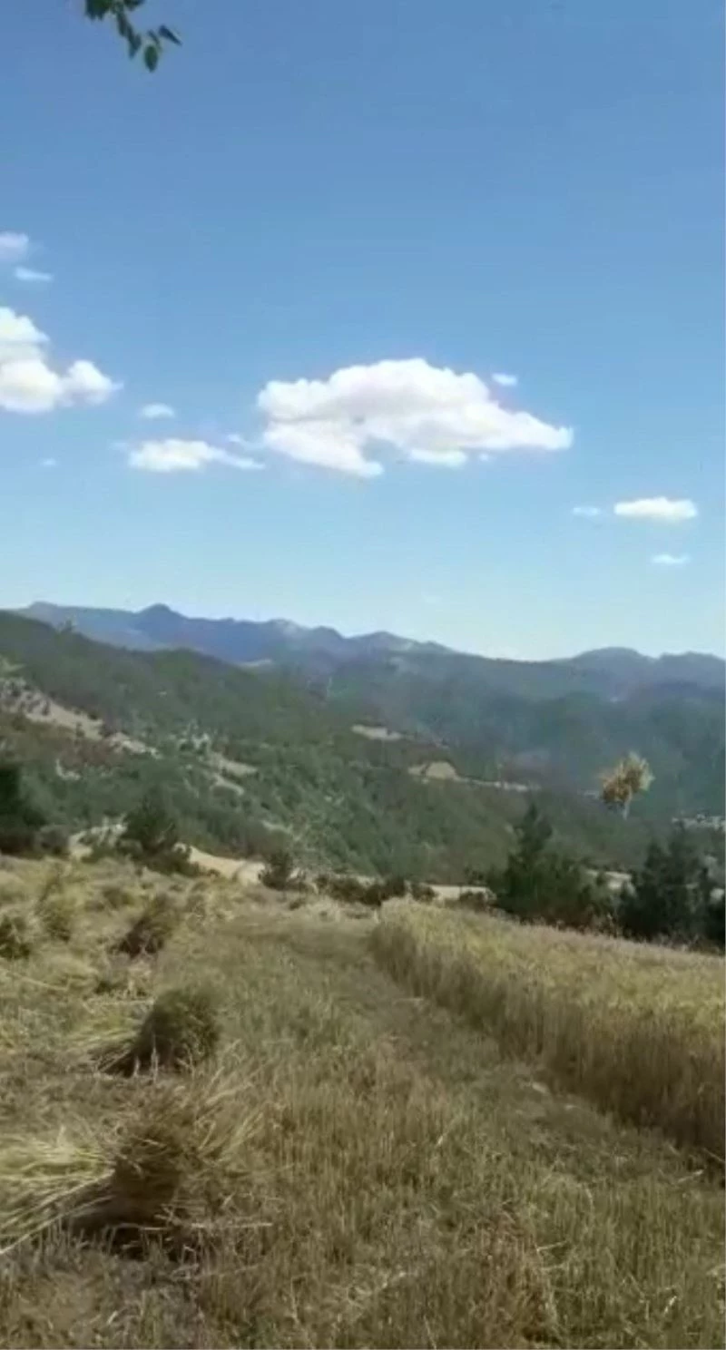 Hortum ekinlere zarar verdi
