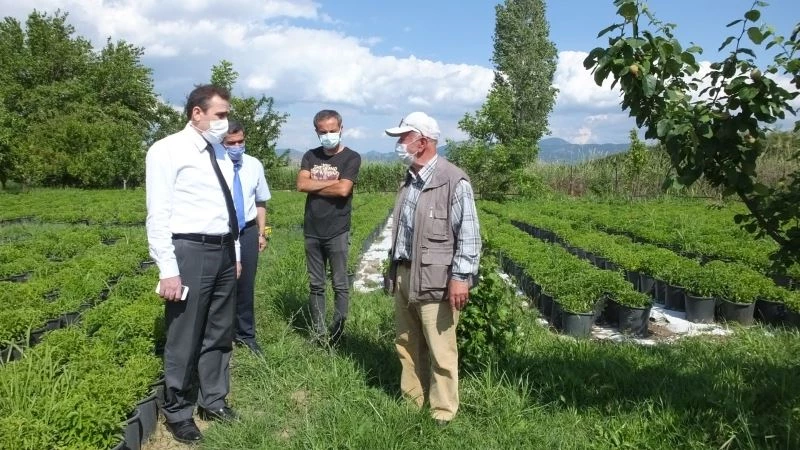 Balıkesir’de şeker otu tarımı yaygınlaştırılacak
