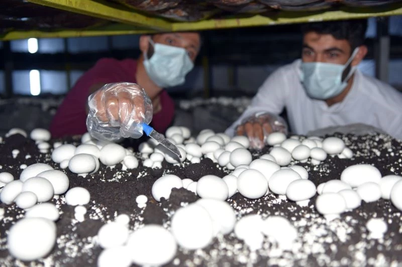 (Özel) Uğraş olarak kültür mantarı işine girdi, şimdi siparişleri yetiştiremiyor
