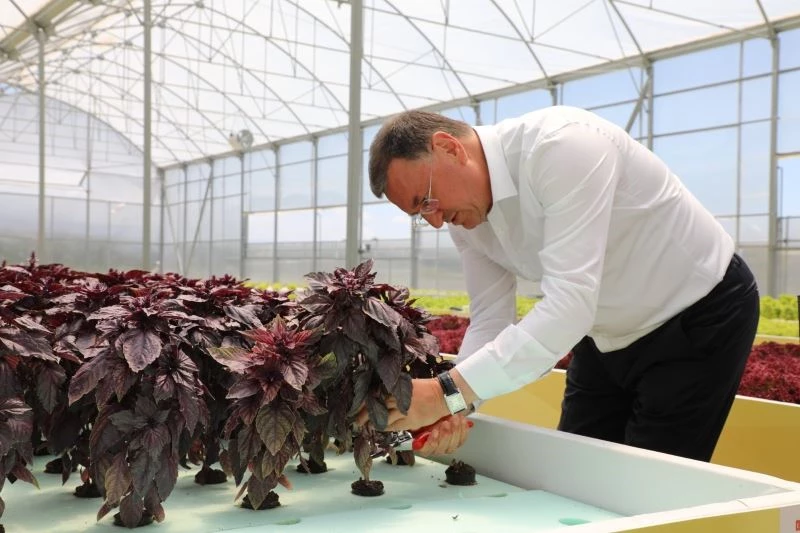 Hatay Büyükşehir topraksız tarımdan ilk ürünlerini hasat etti

