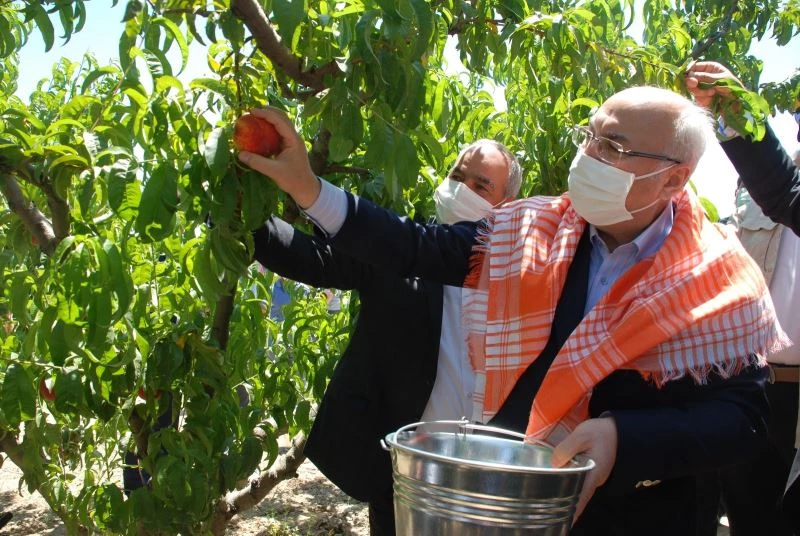 Erkenci şeftaliler hasat edildi
