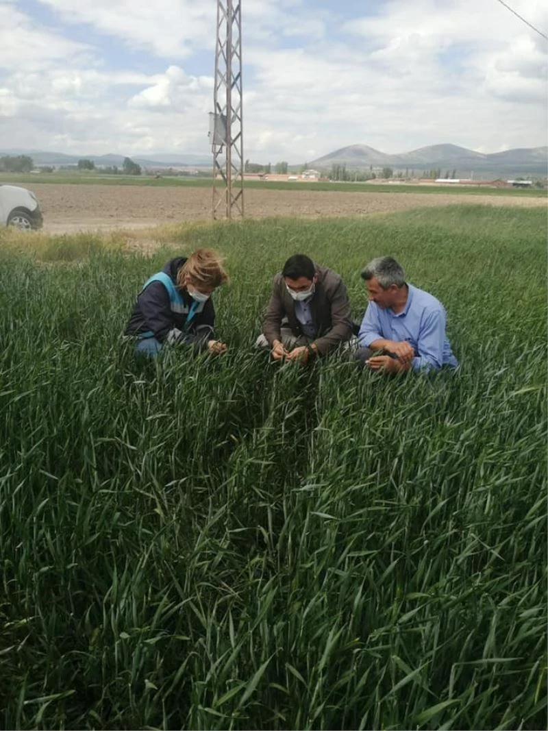 Aslanapa’da yeni çeşit buğdayların gelişim kontrolleri yapılıyor
