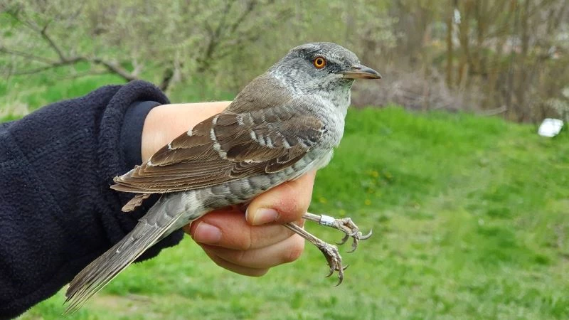 Eymir Kuş Halkalama İstasyonunun ilkbahar çalışmaları tamamlandı

