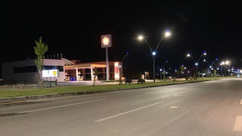 Yaban domuzları kent merkezine indi
