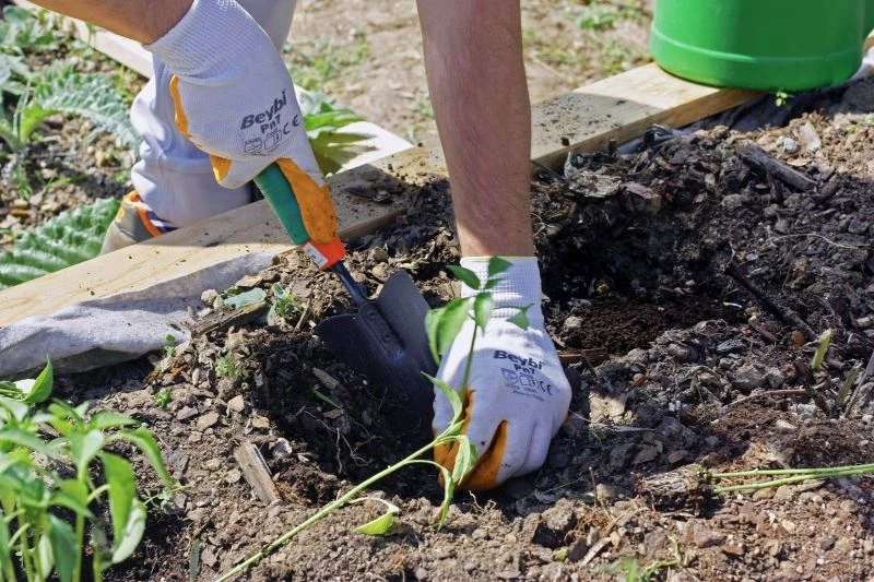 Geleceğin şefleri, Dünya Çevre Günü’nde ‘Terasta Tarım’ alanında fidelerini ekti
