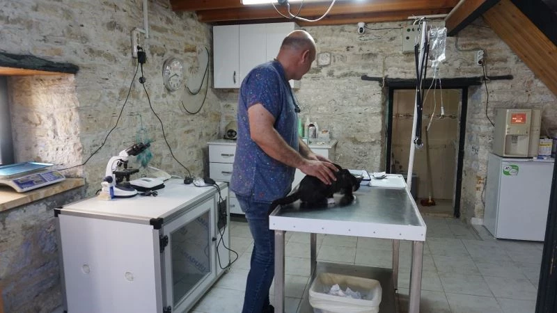 Foça, terk edilen cins hayvanlarla doldu
