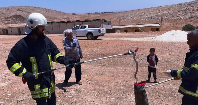 Şanlıurfa’da zehirli yılanlar görülmeye devam ediyor
