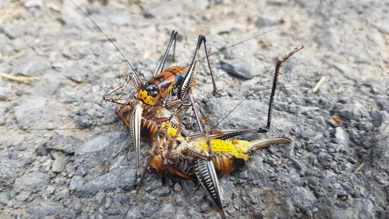 Etçil çekirge görenleri şaşırttı
