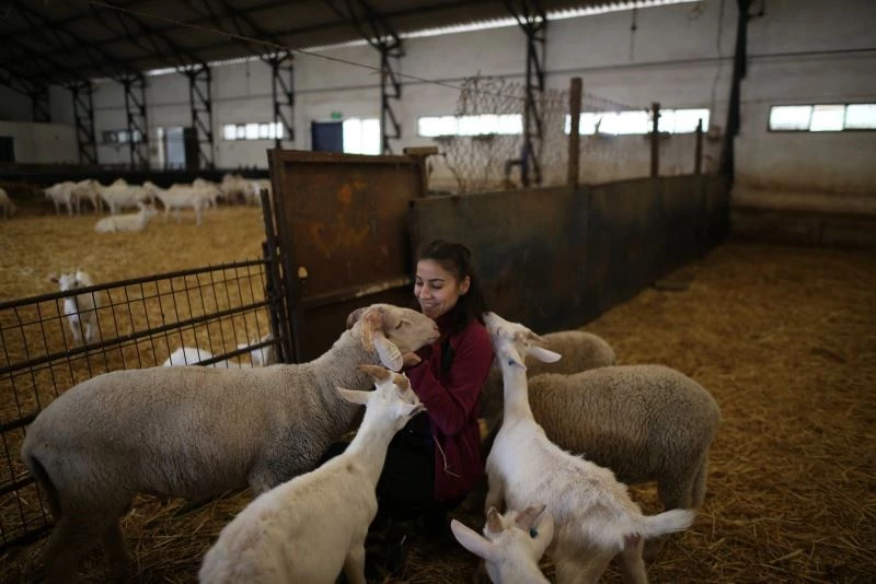 (Özel) Elinde doğan koyun adını seslenince geliyor
