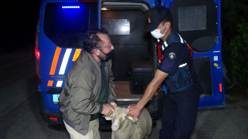 Firar eden kurbanlık koçu 13 saat sonra jandarma ekipleri buldu
