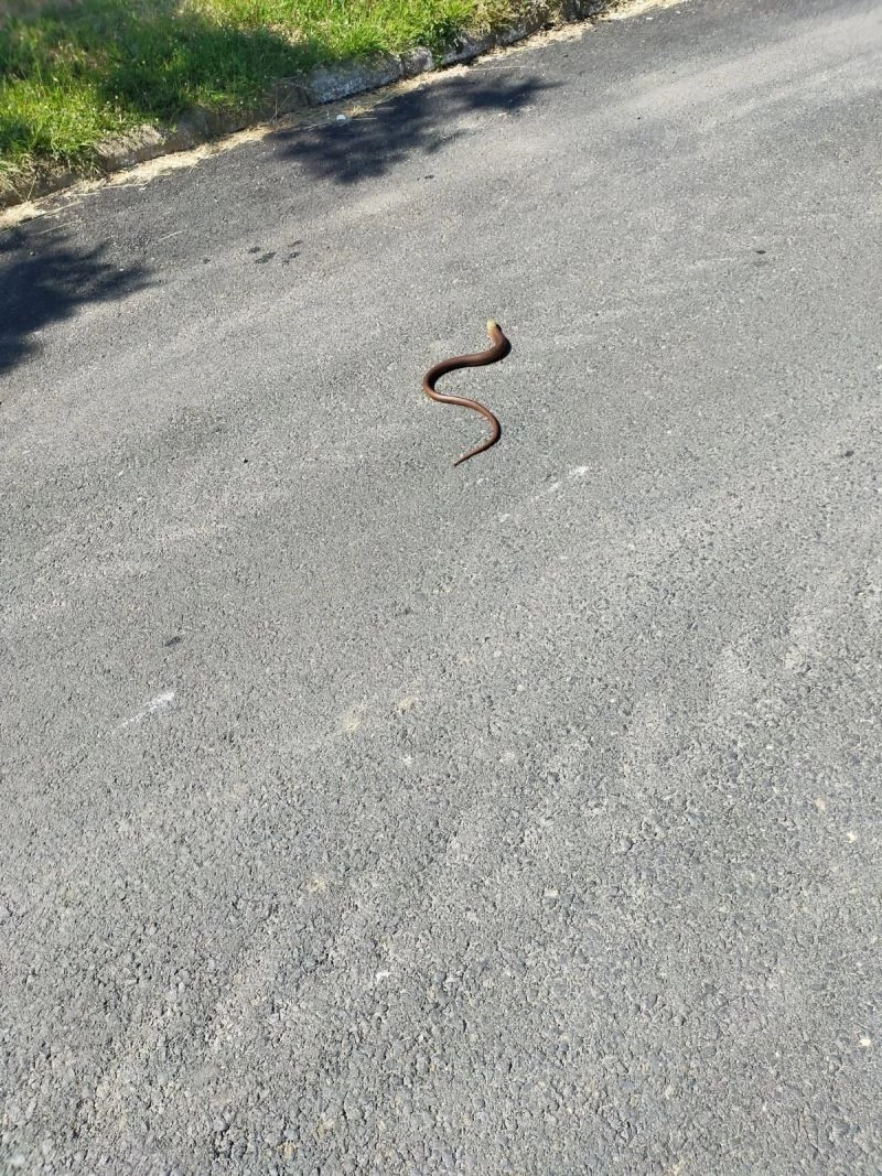 Yılan değil, kertenkele
