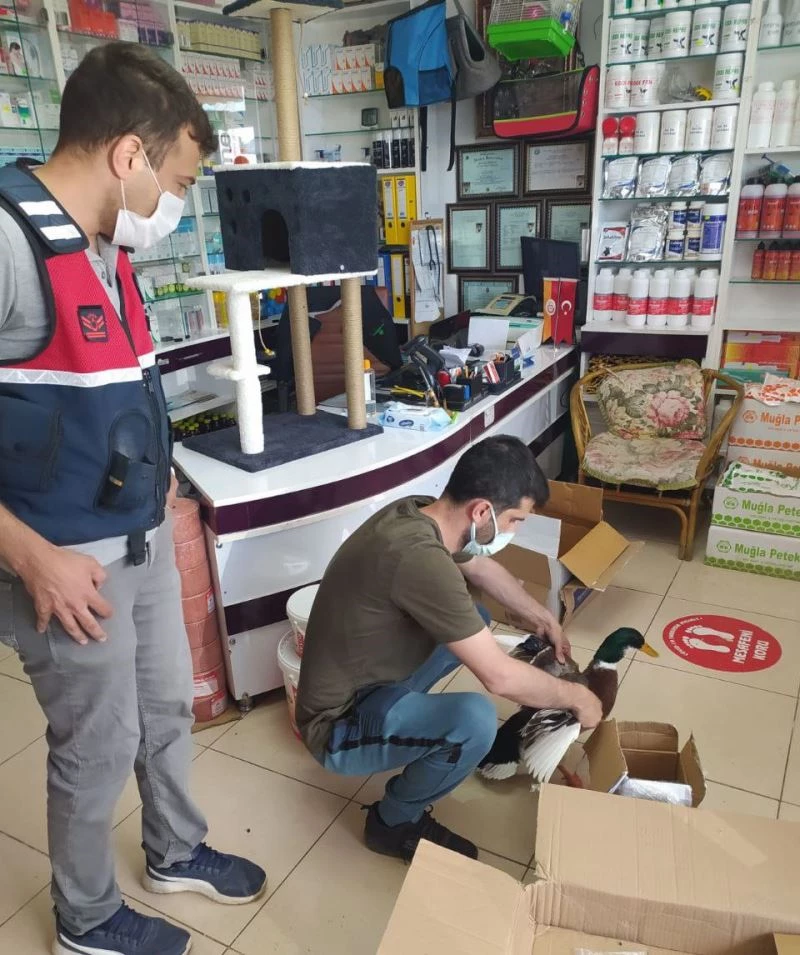 İz takip köpeği ‘Pipet’  yaralı ördeğin hayatını kurtardı
