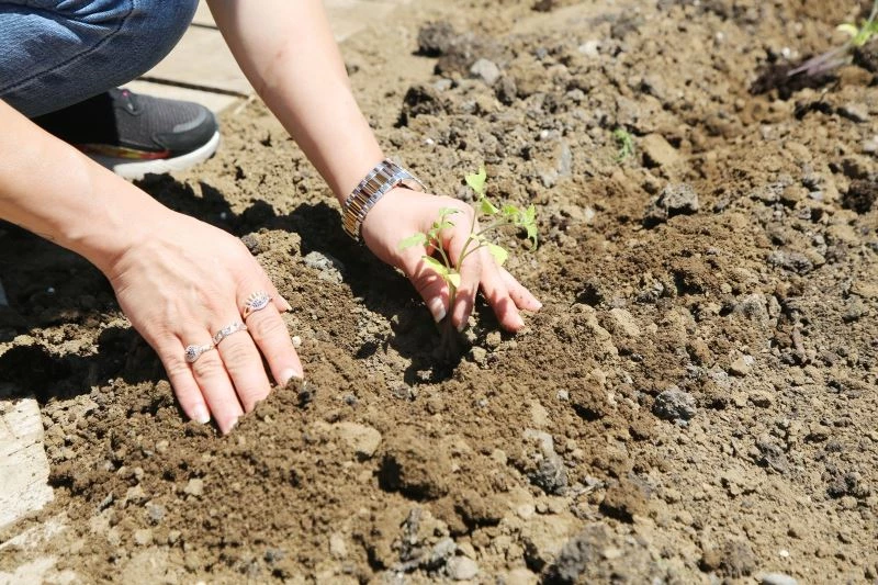 AtaTohum’da yaz fideleri toprakla buluştu
