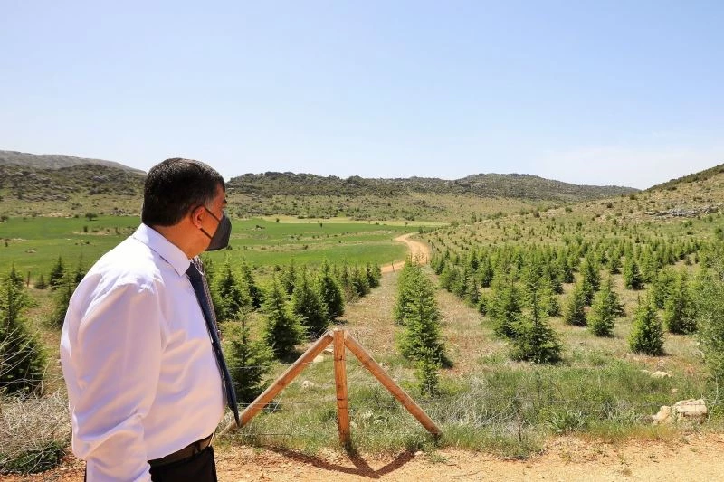 Şehitkamil’de 197 bin 784 fidan toprakla buluşturuldu
