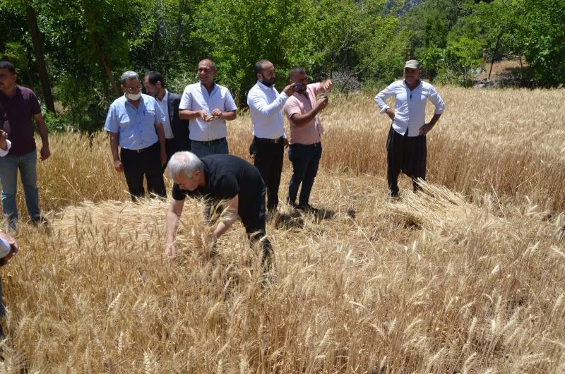 Başkan Özgan orakla ekin biçti
