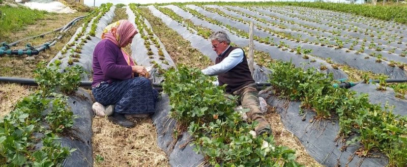 Dolu yağışından yayla çileği büyük zarar görmüş

