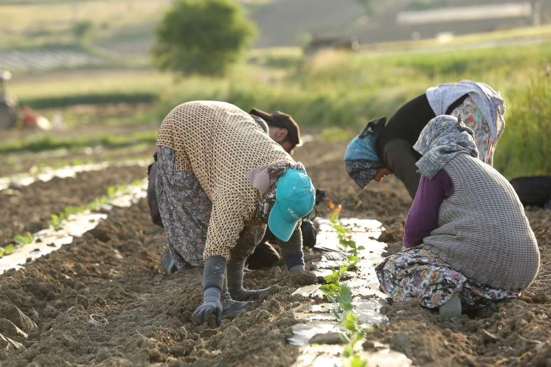 Kornişonun anavatanında fide dikimi başladı
