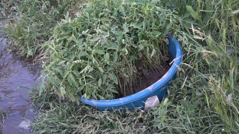 Domatese adanan bir ömür
