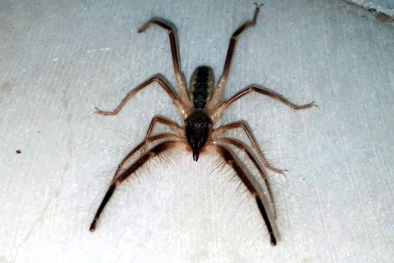 Tehlikeli ’Çöl Örümceği’  Aydın’da ortaya çıktı
