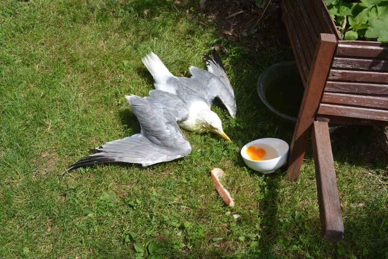 Kargaların saldırısına uğrayan martıyı vatandaşlar kurtardı
