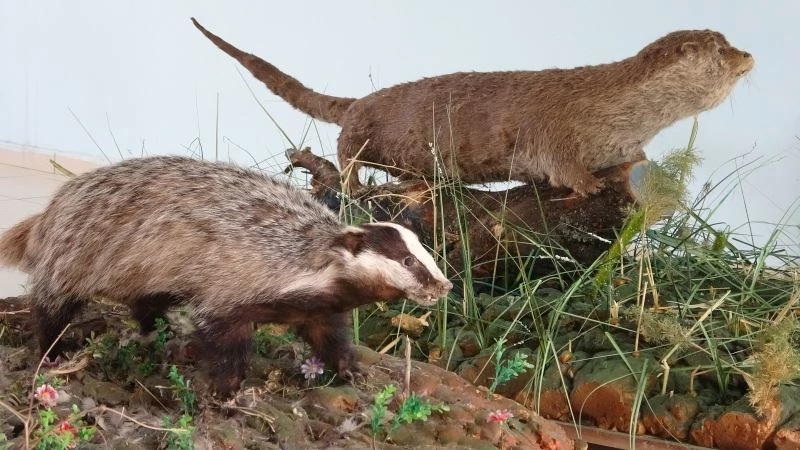 Nadir rastlanan yaban hayvanlarına tahnit uygulandı
