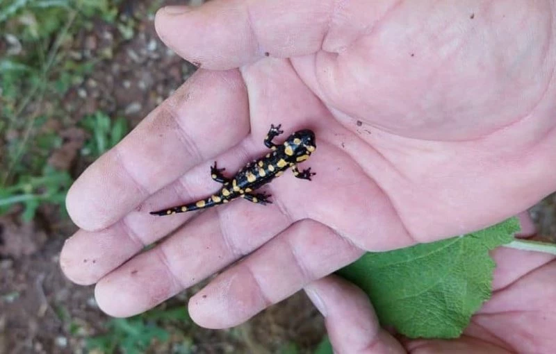 Tunceli’de lekeli ve benekli semenderleri izleme çalışması
