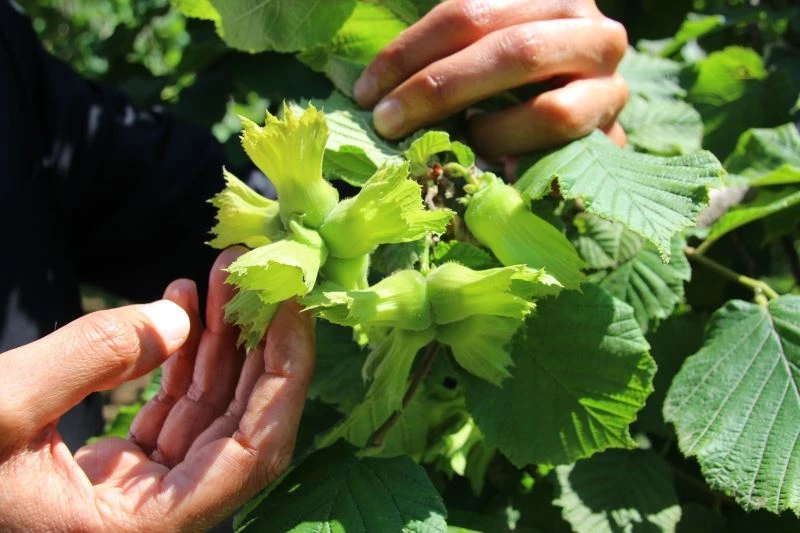 Fındık fiyatında üreticinin beklentisi 3,5 dolar
