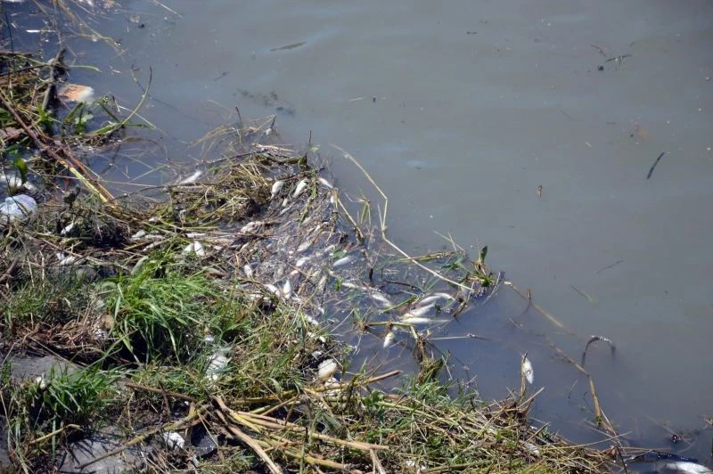 Çark Deresi’ndeki balık ölümlerinin sebebi belli oldu
