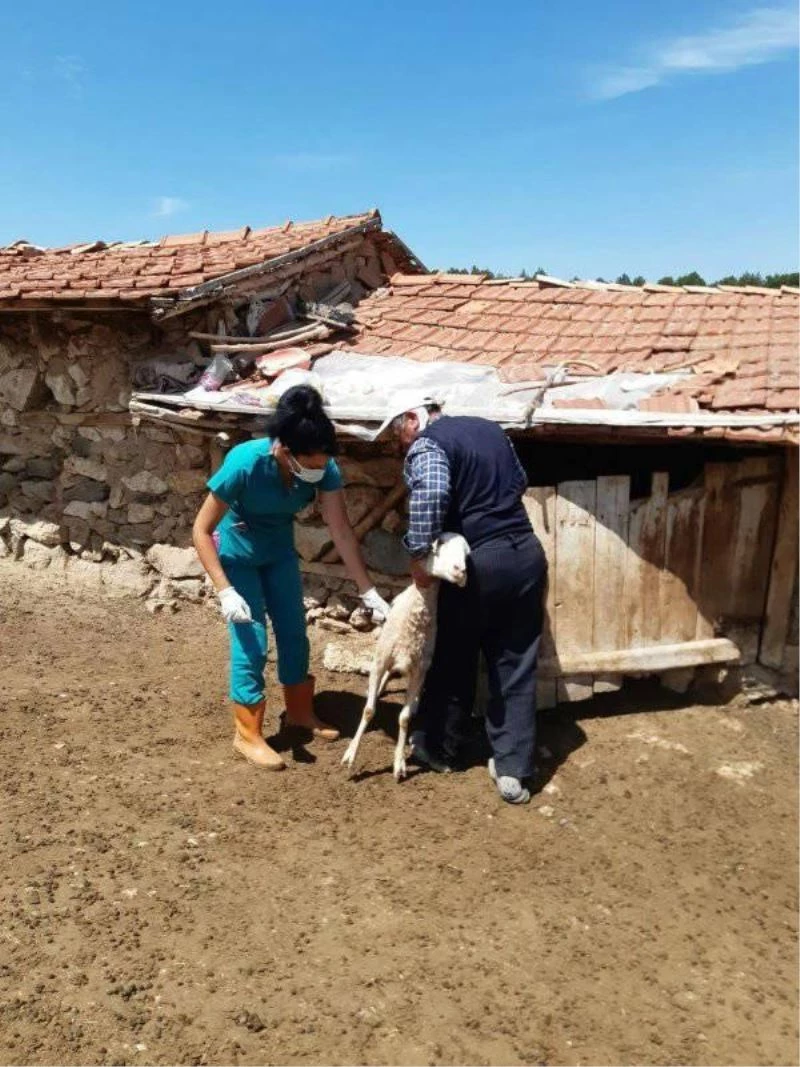 Aslanapa’da küçükbaş hayvanlara küpeleme ve aşılama çalışmaları

