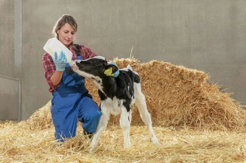 Trouw Nutrition, buzağı mamalarıyla verimli inek ve boğalarının yetiştirilmesine katkı sağlıyor