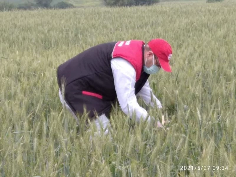 Süne zararlısına karşı zirai mücadele başlatıldı

