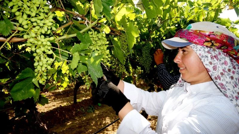 Sarıgöl’de üzüm salkımları standart olsun diye makyaj çalışması
