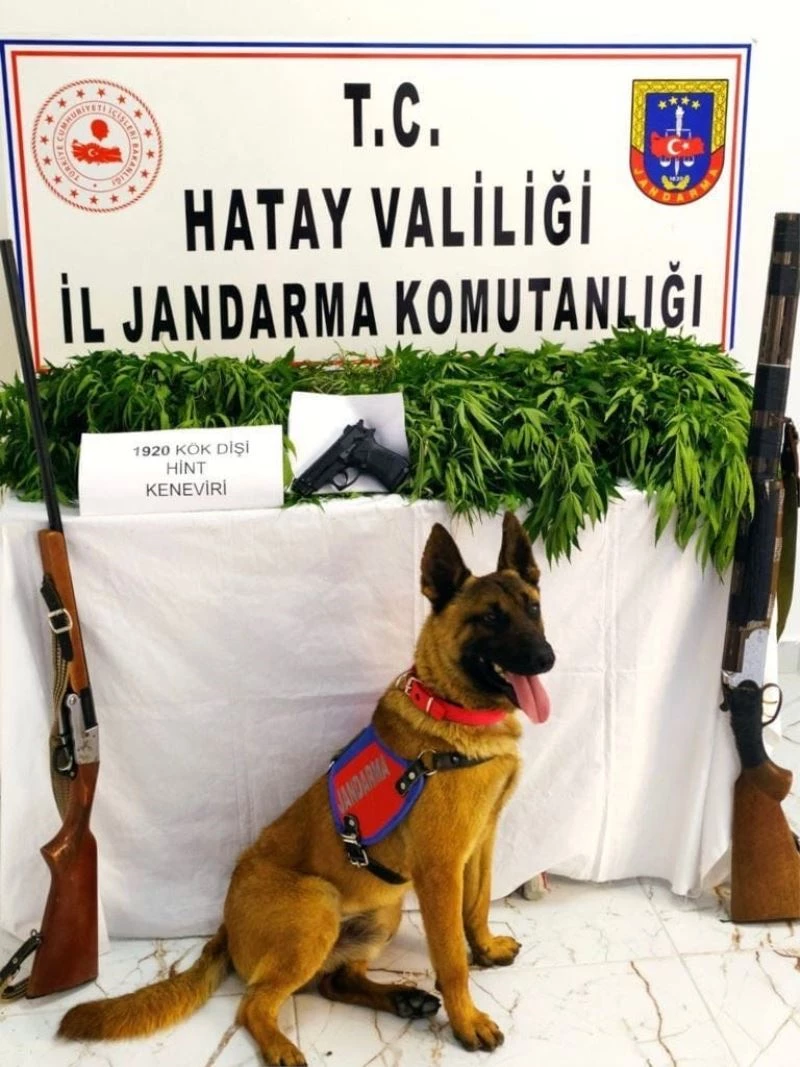 Kırıkhan’da bin 920 kök kenevir bitkisi ele geçirildi
