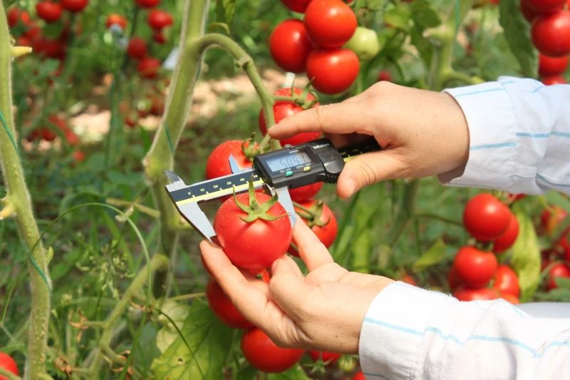 Sel ve su baskınına dayanıklı domates çeşidi geliştiriliyor
