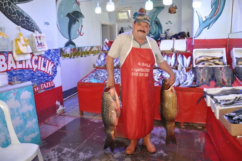 Yahnilik sazan balığına yoğun ilgi
