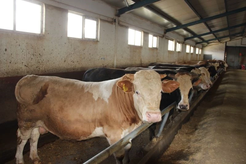 Hayvan pazarının gözdesi tonluk boğalar

