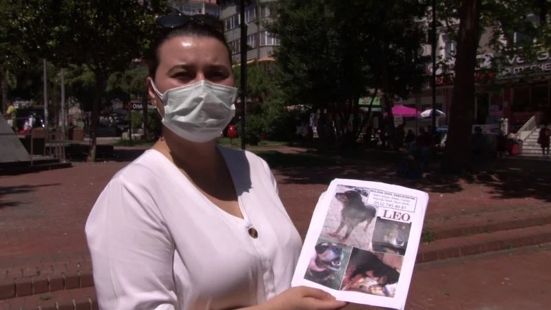 (Özel) Kaybolan köpeğini bulana bir cumhuriyet altını verecek
