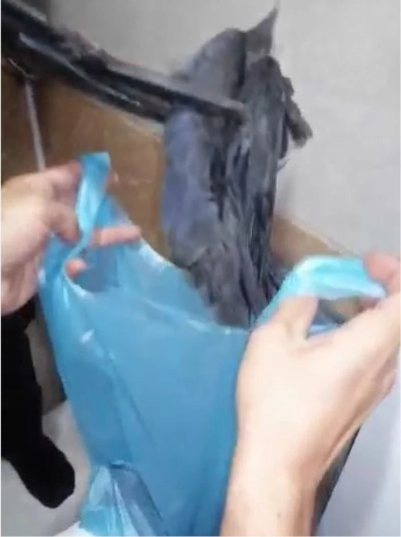 Havalandırma boşluğunda mahsur kalan yavru kargalar kurtarıldı
