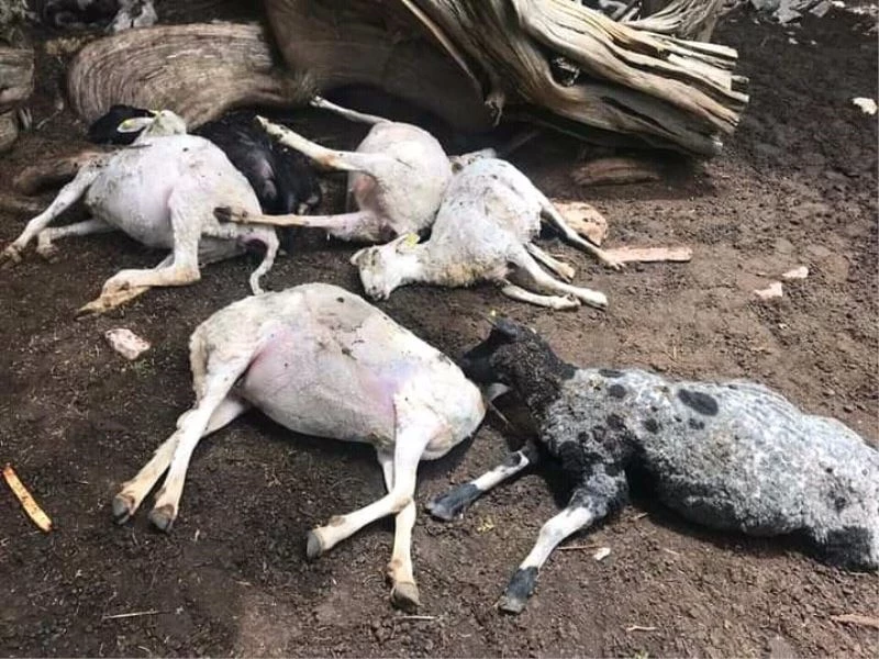 2021 çobanların talihsiz yılı oldu
