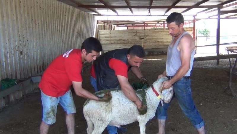 Kurbanlık kuzular kınalanmaya başlandı
