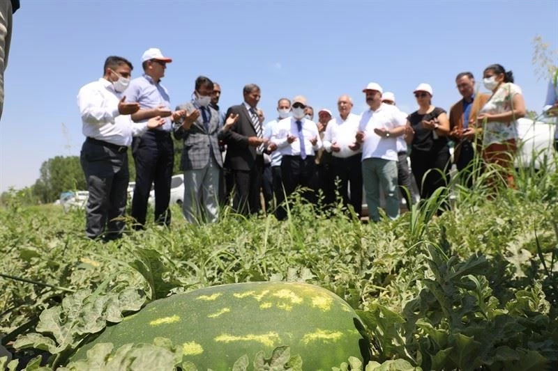 Iğdır’da yaz aylarının vazgeçilmez meyvesi karpuzun hasadına başlandı
