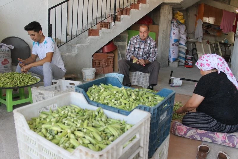 Aydın’da bamya hasadı ile birlikte kesicilerin yoğun mesaisi başladı
