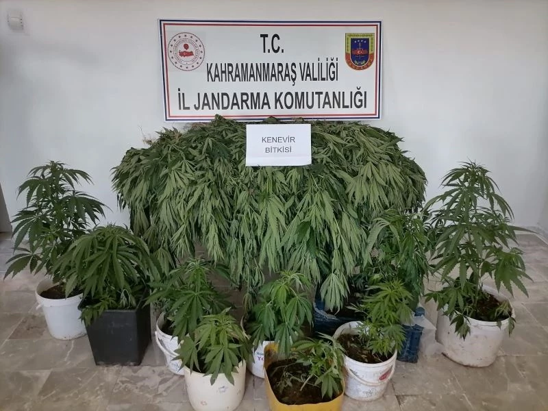 Kahramanmaraş’ta 422 kök Hint keneviri ele geçirildi
