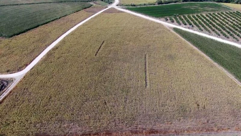 Mısır ve ayçiçeği tarlalarında 981 kök kenevir bitkisi ele geçirildi
