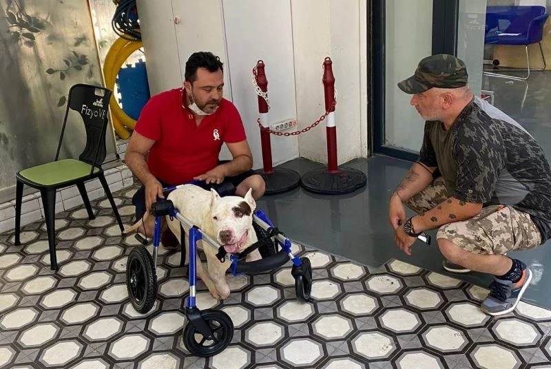 Şırnak’ta ayakları kesilen köpek için hayvanseverler seferber oldu
