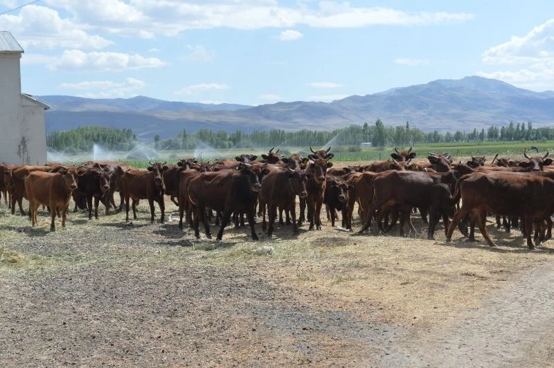4 bin yıllık geçmişi olan yerli sığır ırkı 